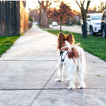 Dog Poop Pickup in York Michigan