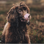 Dog Poop Pickup in York Michigan