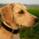 Dog Poop Pickup in York Michigan